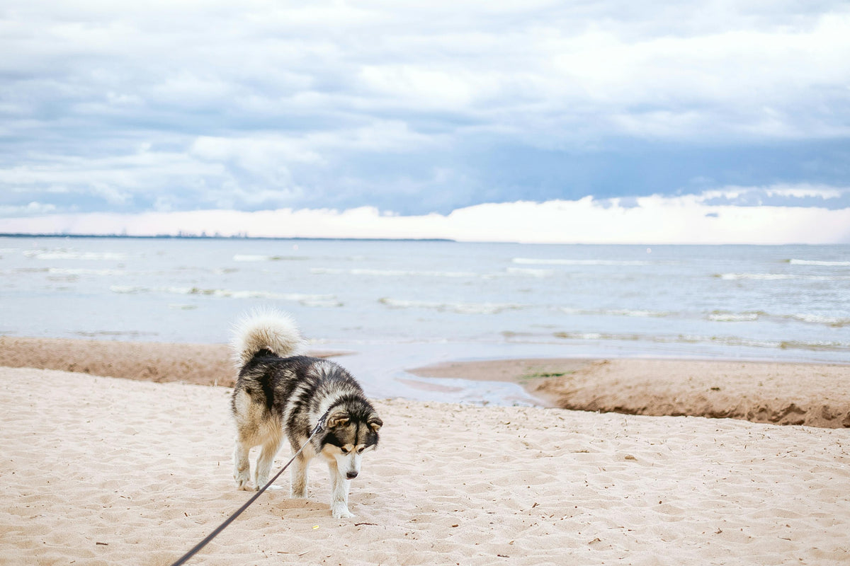 grand chien claire sur une plage jaune avec en fond la mer bleu Image