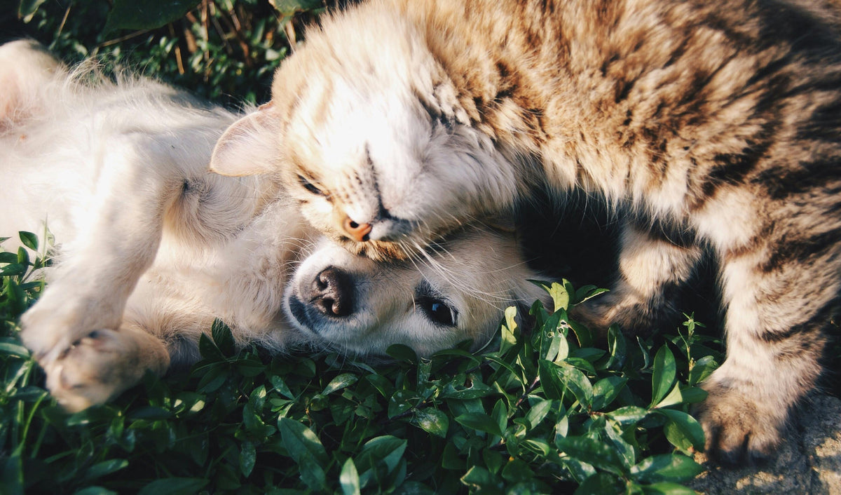 chat faisant un câlin a un chien dans l'herbe verte