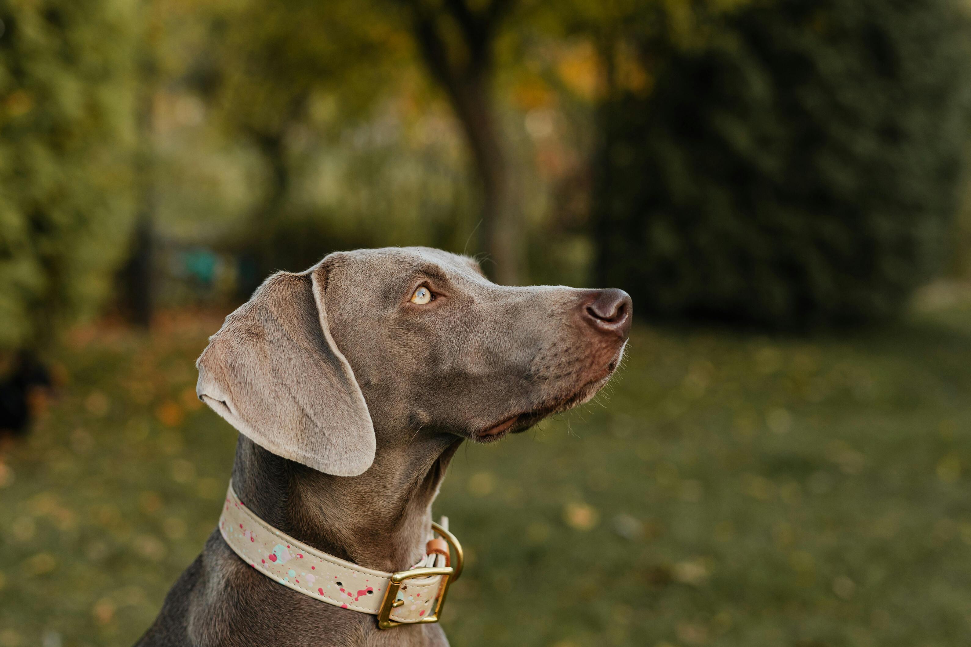 chien gris portant un collier design blanc dans l'herbe verte Image