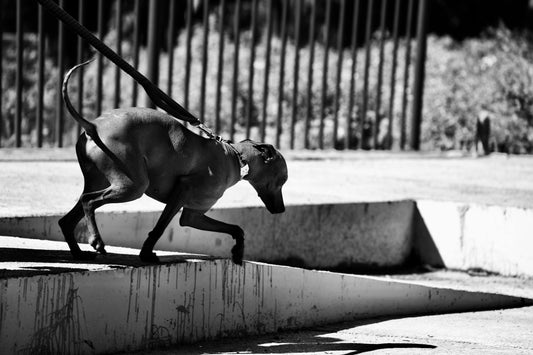 chien maigre se faisant promener dans la rue