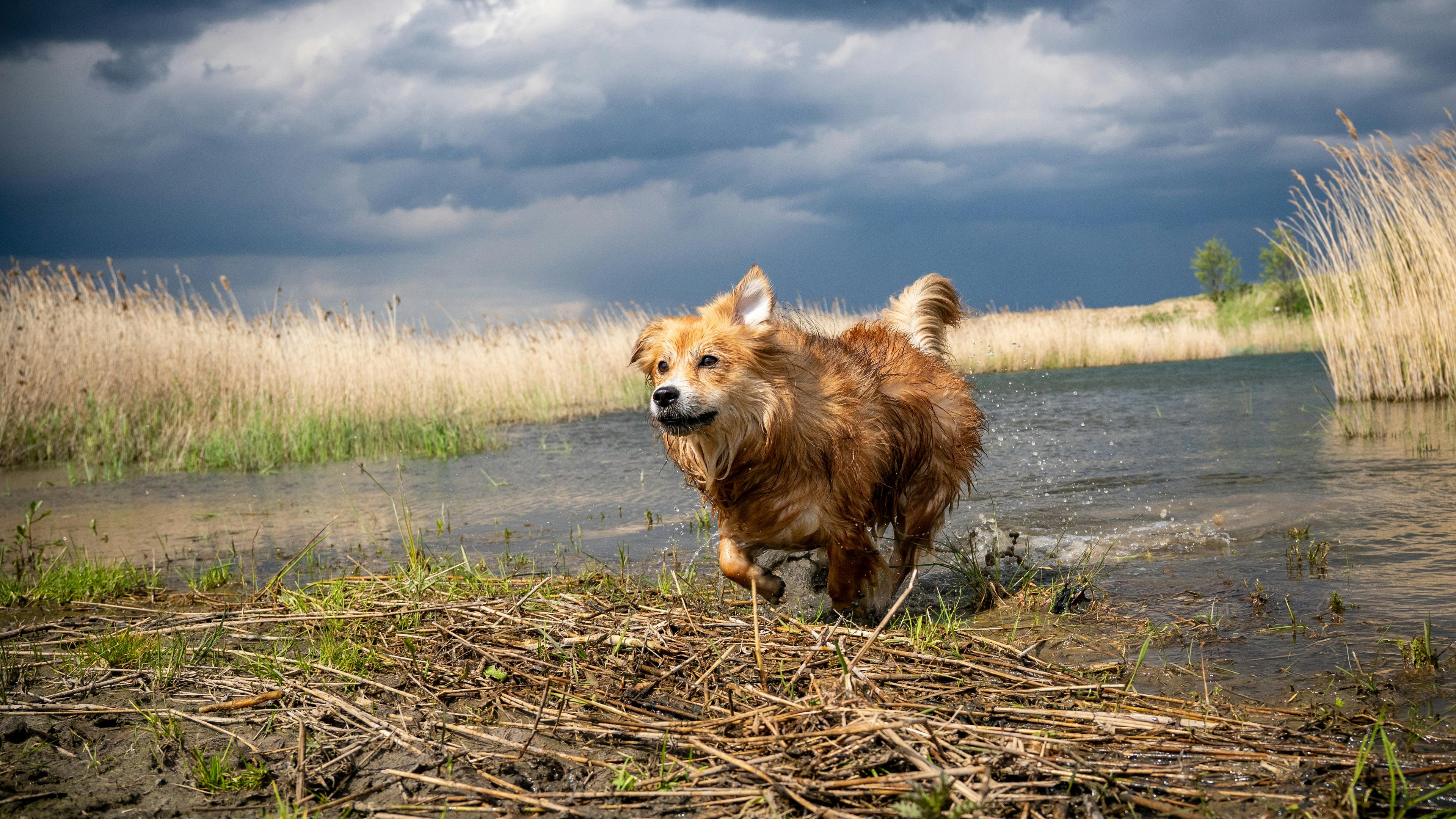 chien mouillé se secouant pour se sécher Image