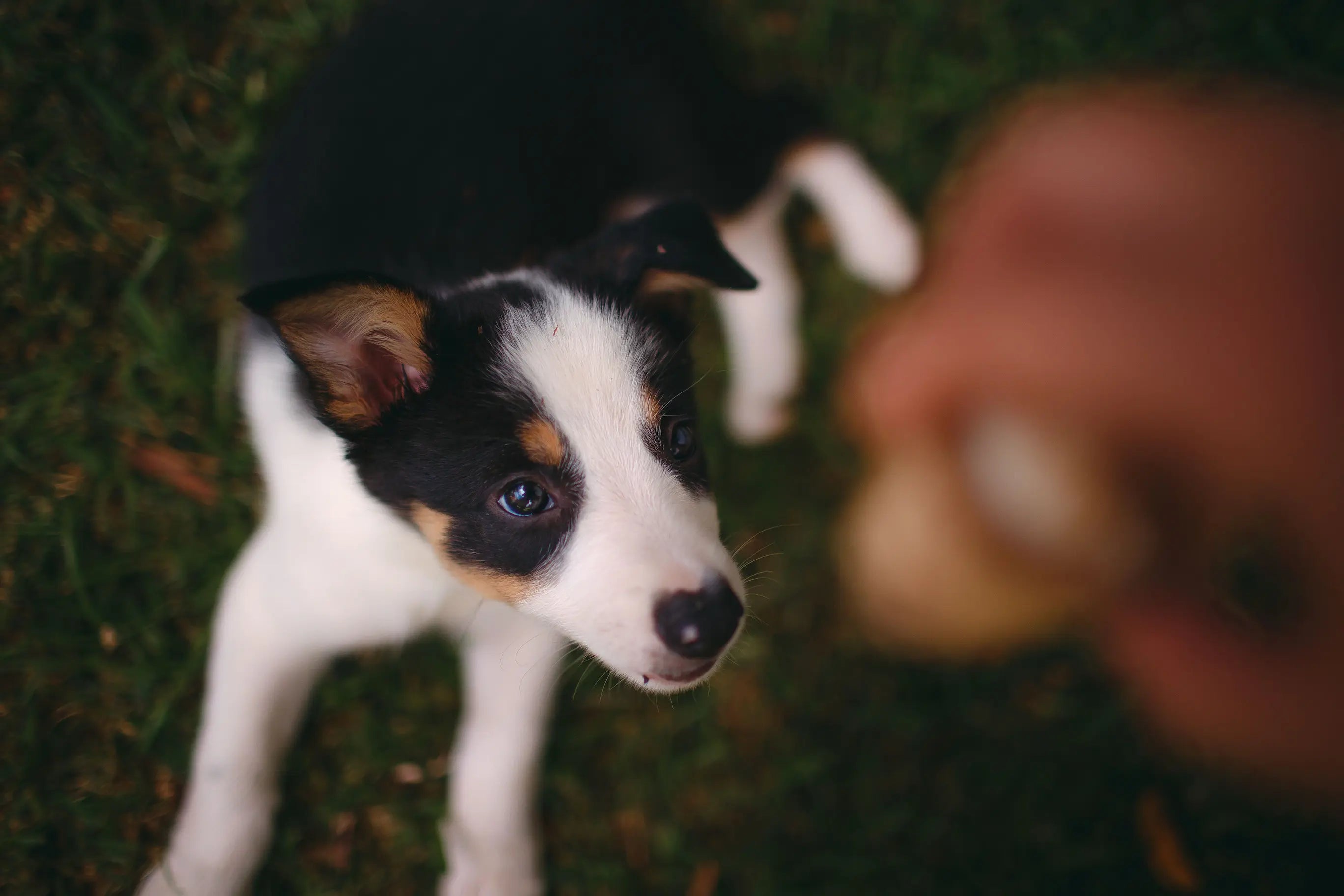 chien noir et blanc se faisant nourrir par une main