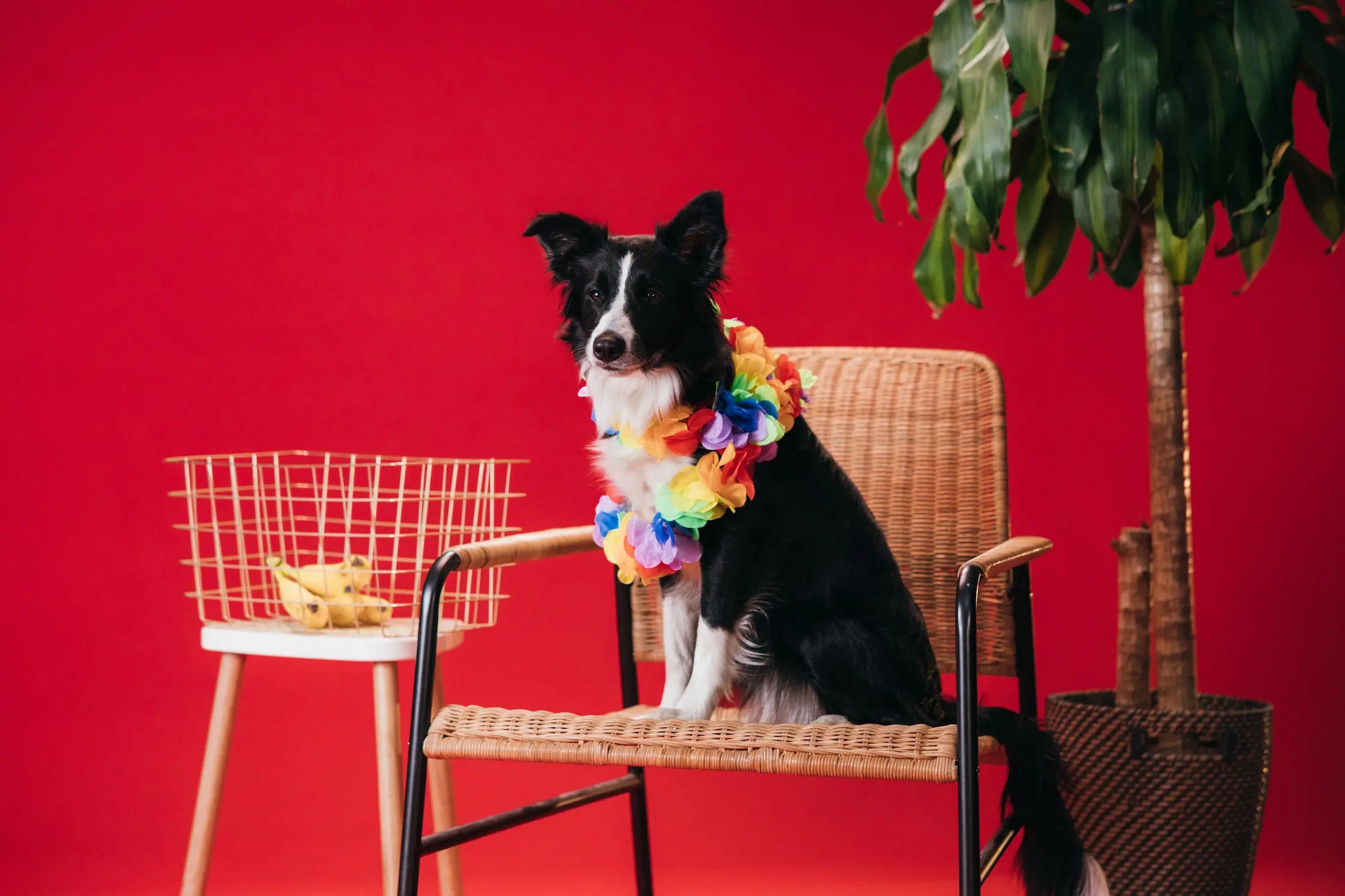 chien noir et blanc assis sur une chaise en osier dans un fond rouge Image