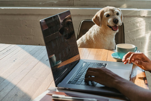 chien assis sur une chaise à côté de sa maitresse qui travail
