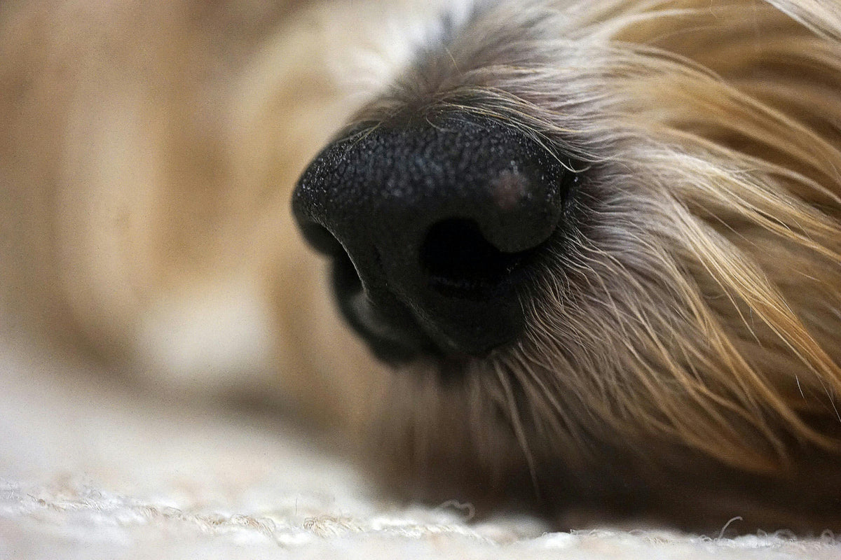 truffe de chien de couleur noir qui renifle 
