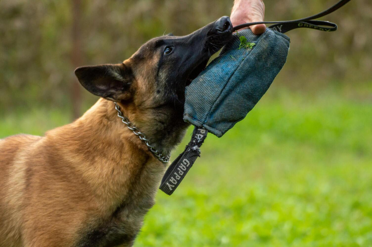 malinois qui s'entraine à la morsure avec un baton de morsure 