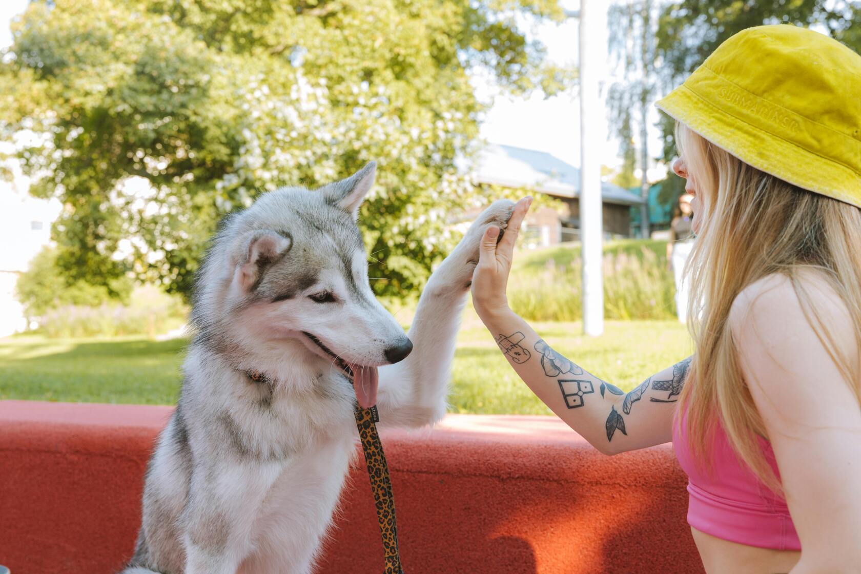 chien blanc faisant un check avec sa maitresse habillé en rose et jaune 