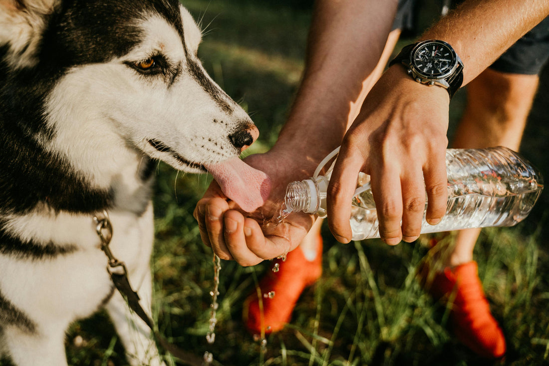 chien blanc et noir buvant de l'eau dans une bouteille d'eau