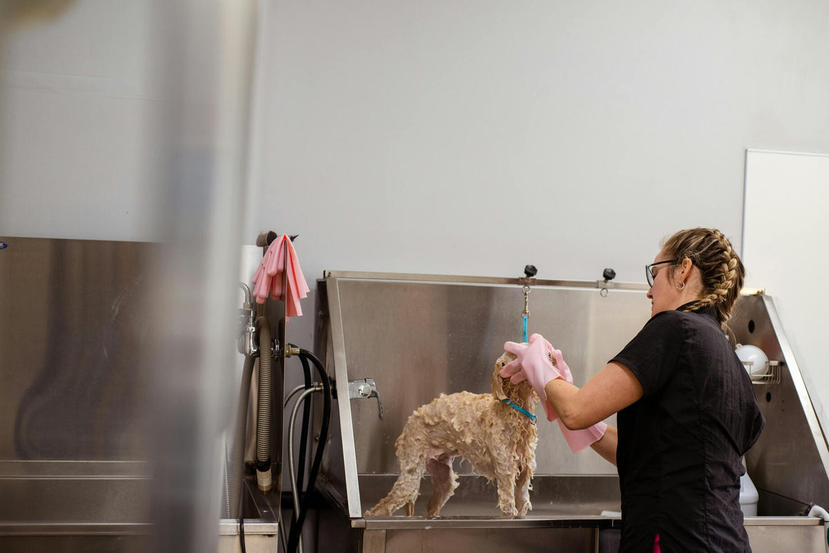femme lavant un chien dans une baignoire prévue à cette effet