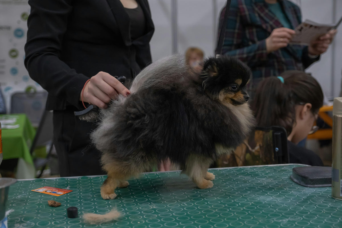 chien noir se faisant pomponner dans un salon de toilettage Image