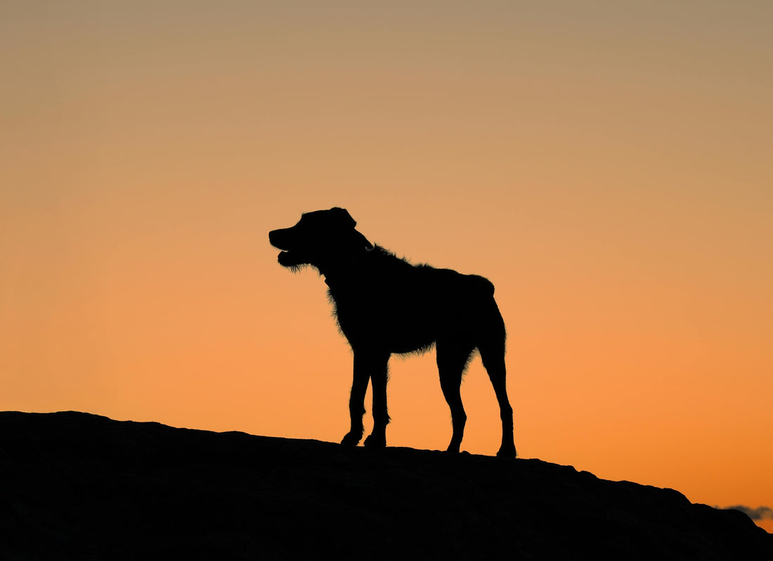 Chien sous un couché de soleil orange