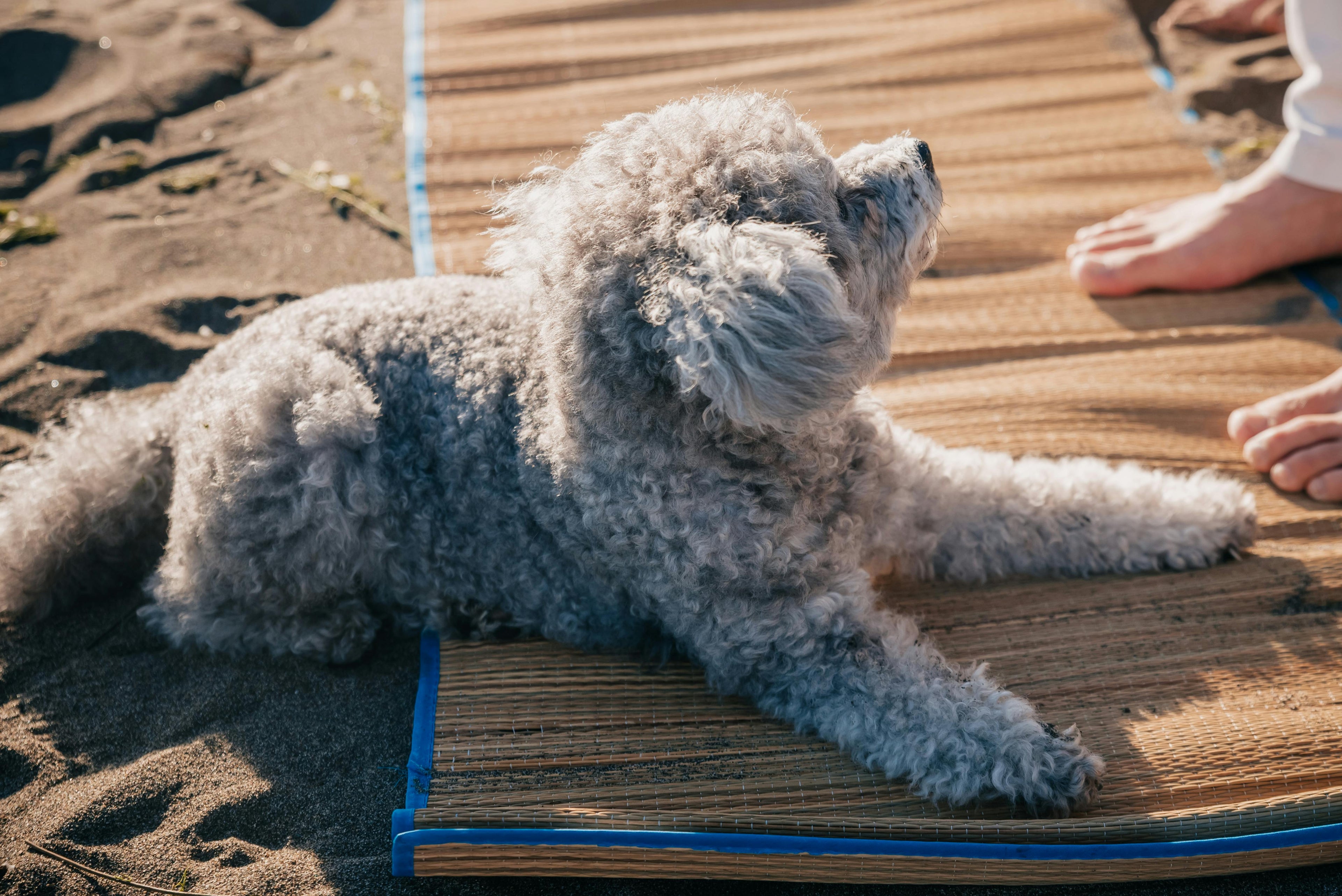 Chien de couleur gris sur un tapis pose sur une plage  Image