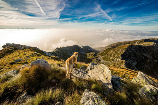 chien blanc sur le dessus d'une montagne