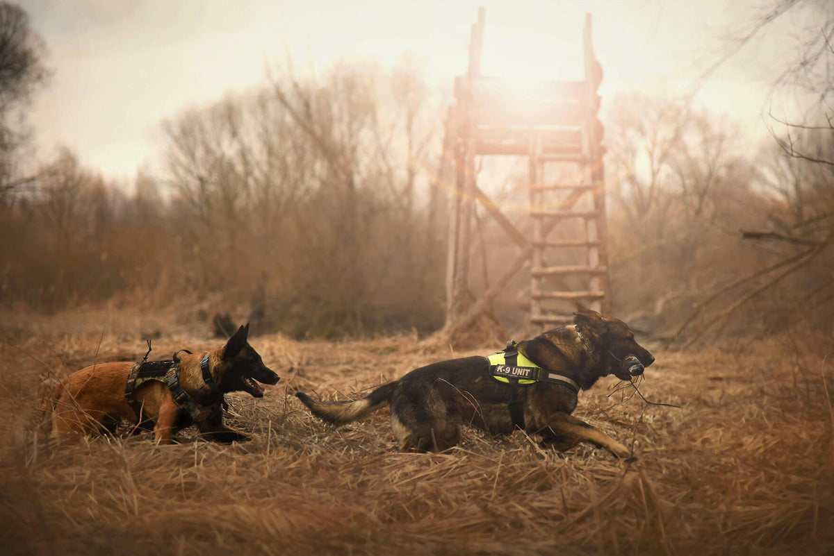 chiens courant dans une forêt  Image