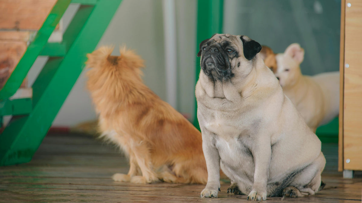 gros chien blanc avec en fond un chien roux dans une pièce claire Image