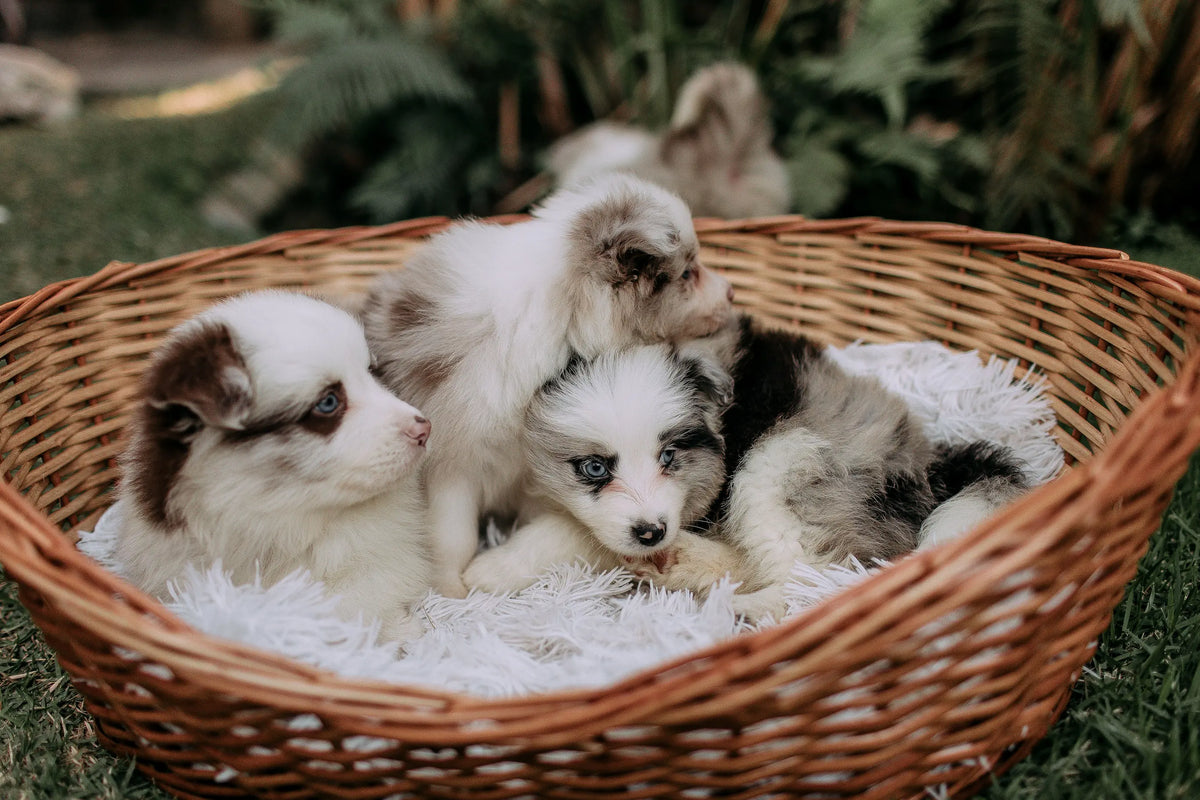 chiot couche dans un panier en osier pour chien