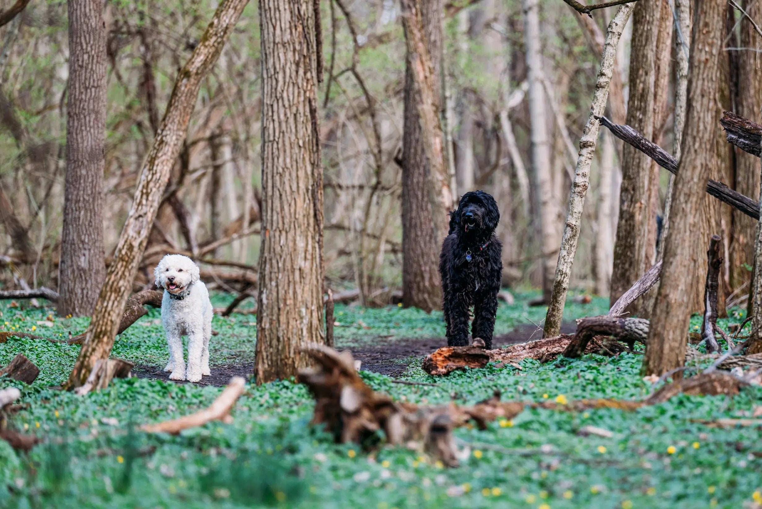 Chiens noir et blanc dans une forêt de couleur clair avec des arbres Image