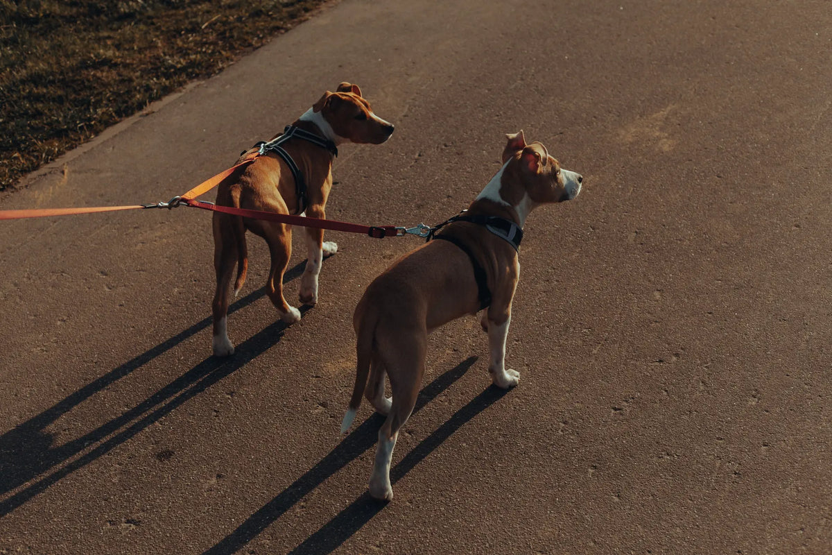 deux chiens en laisse sur un chemin en goudron