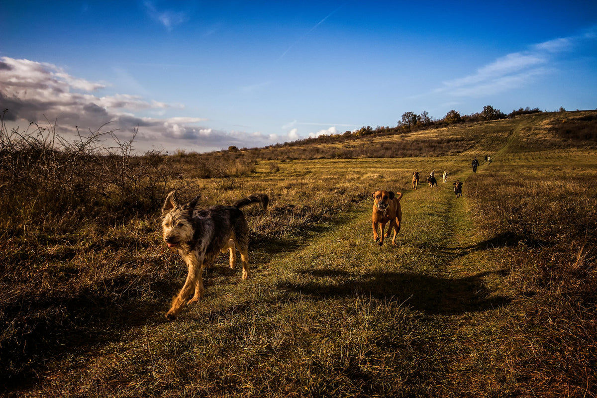 chiens se promenant dans les champs vert Image