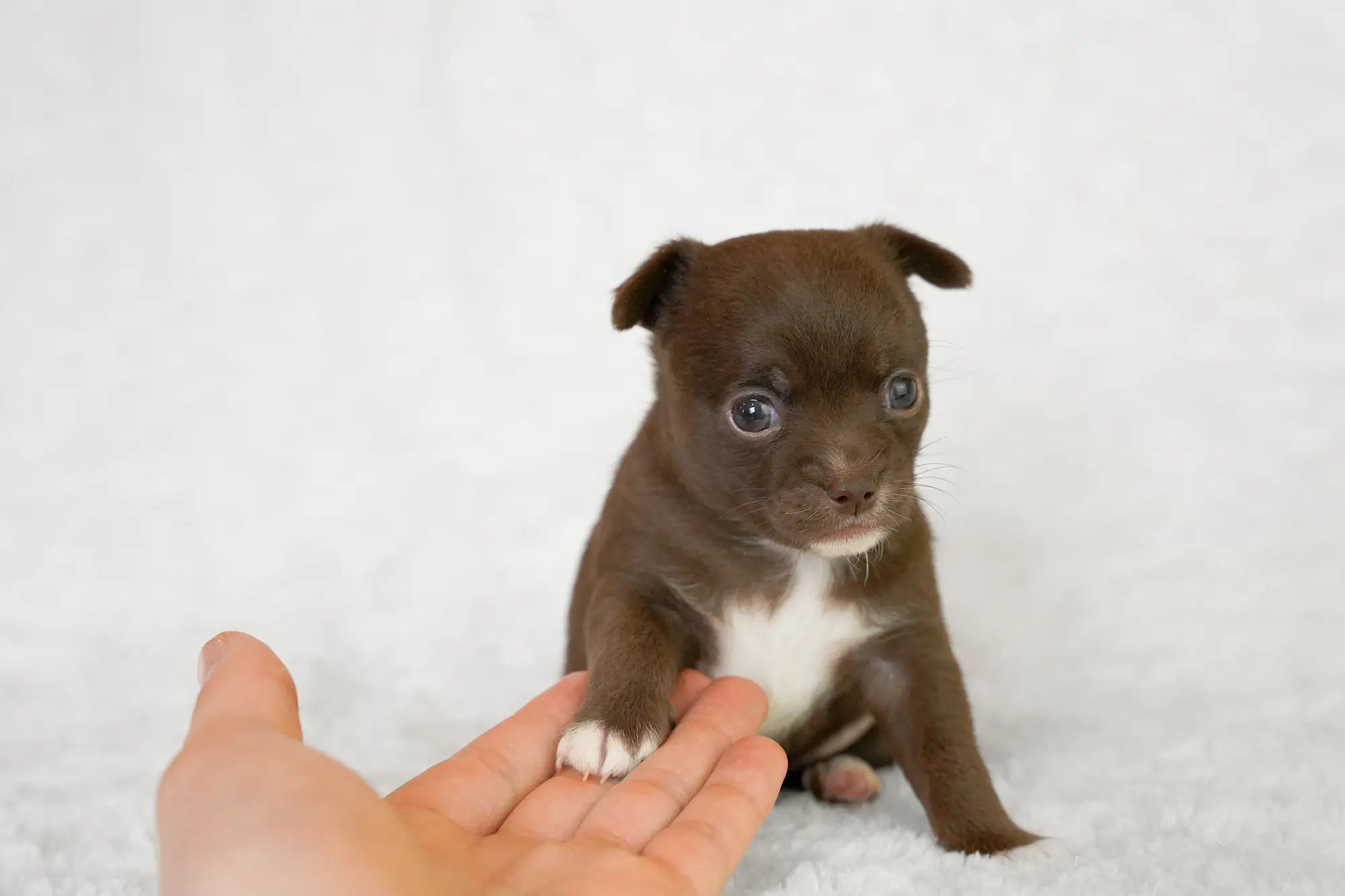 chiot brun et blanc avec sa pâte sur la main d'une personne