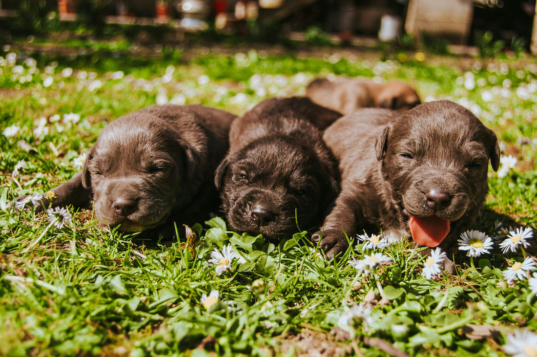 petit chiot venant de naitre dans l'herbe verte
