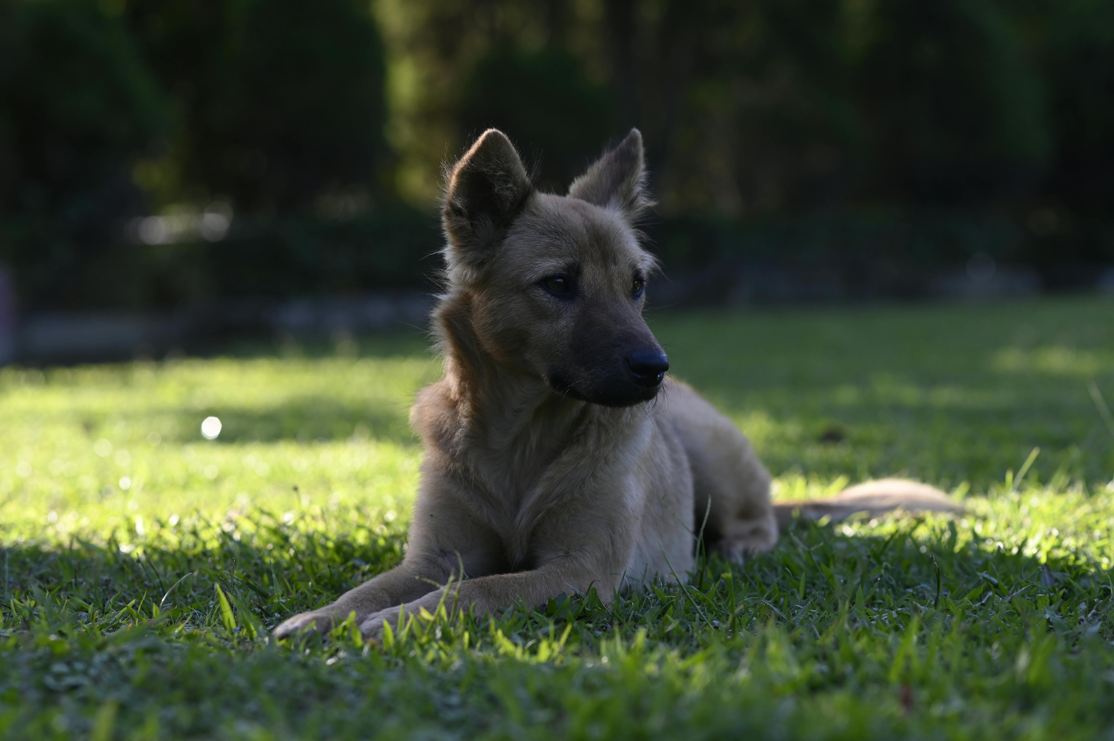 chiot couché dans l'herbe verte Image