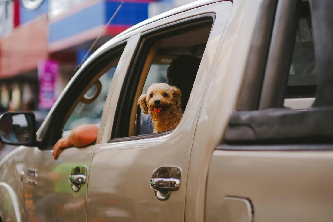 chiot dans une voiture 