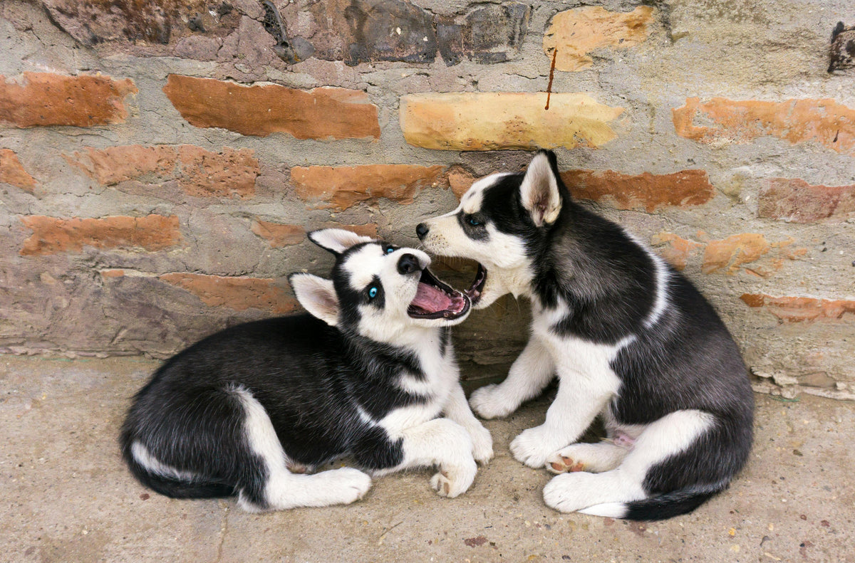chiot et chiot jouant dans la rue
