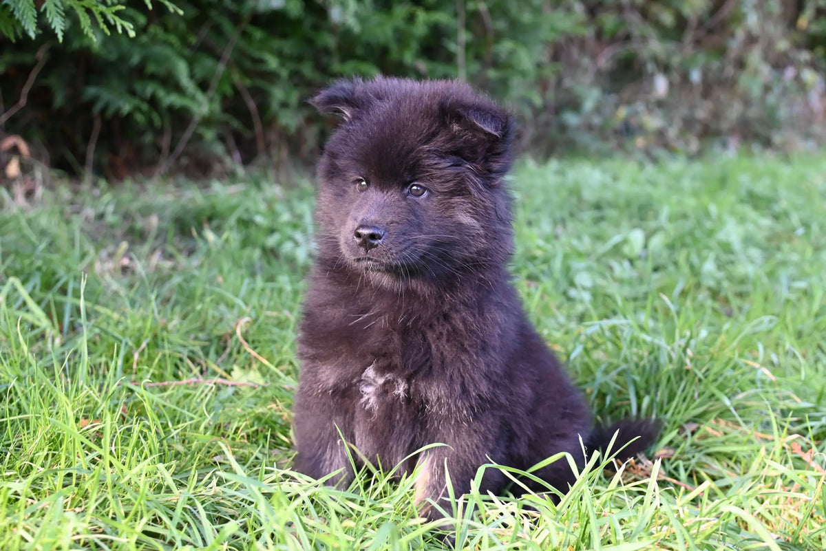 Produit pour chiot : Comment bien les choisir ?
