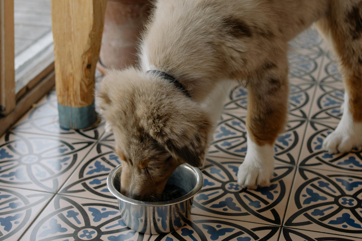 chien de couleur claire mangeant dans une gamelle en inox