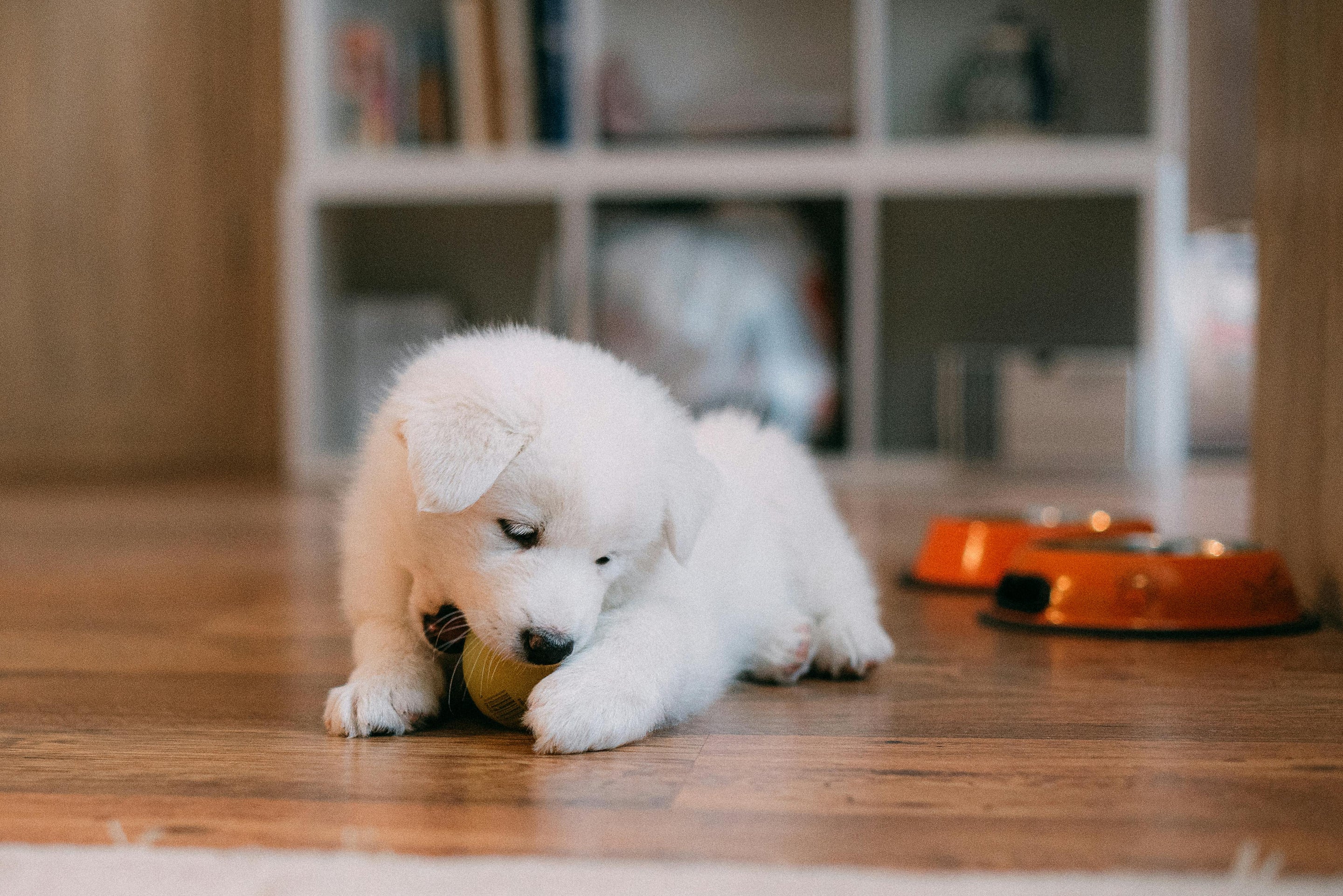 chiot blanc jouant avec une balle dans un salon de couleur claire