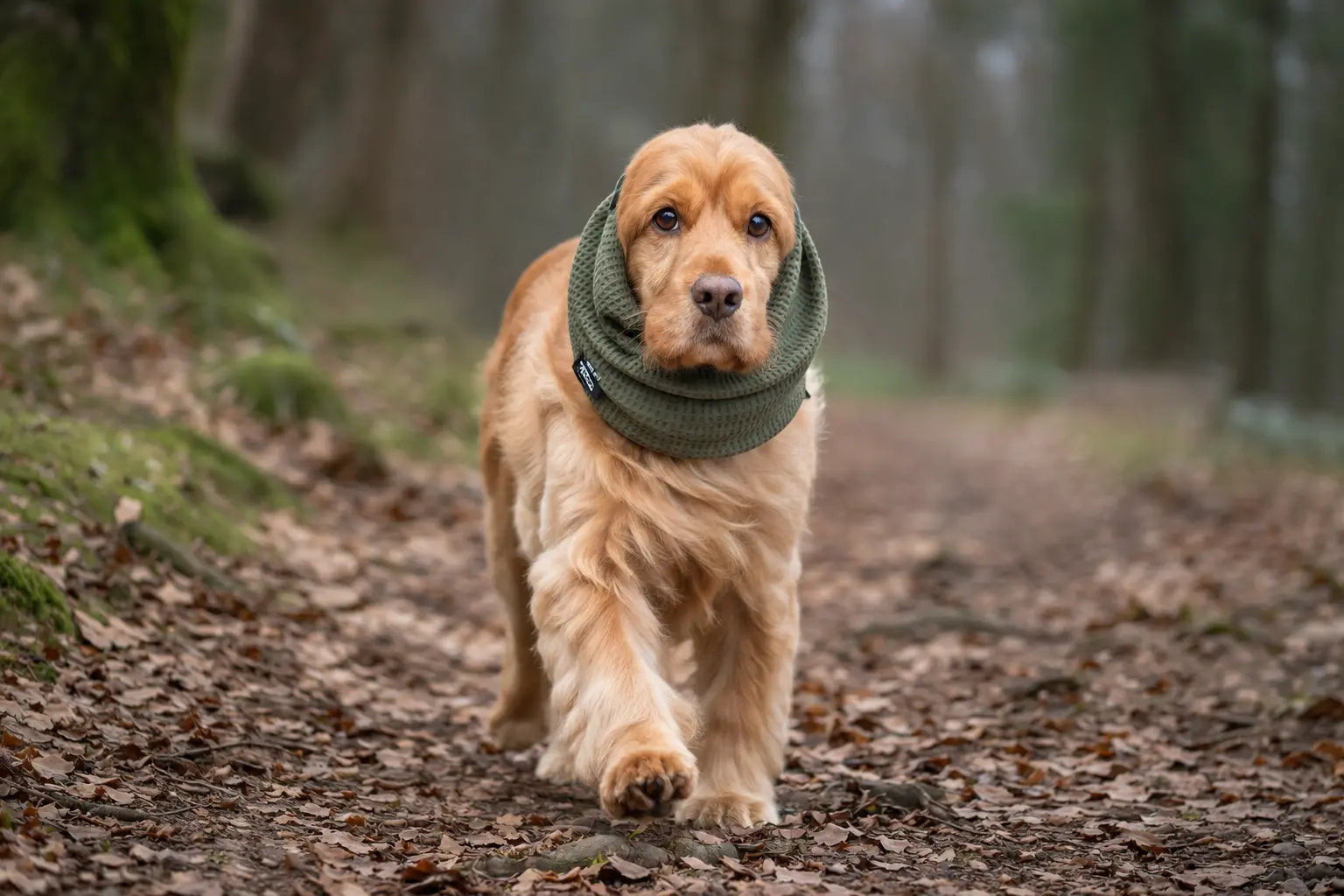 cocker roux portant un snood cocker de couleur kaki dans la foret  Image