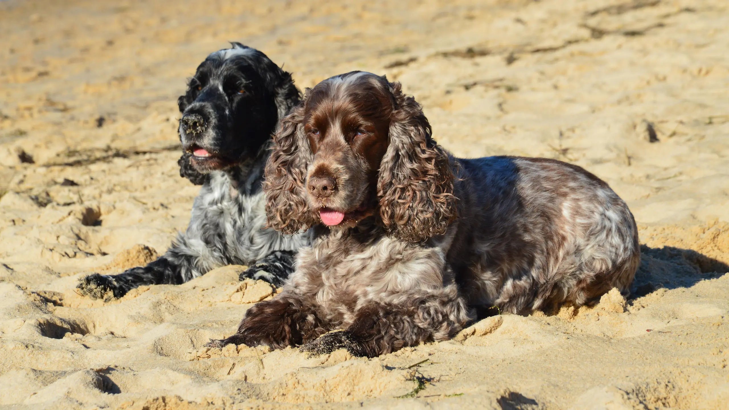 deux cocker anglais couché sur le sable jaune 
