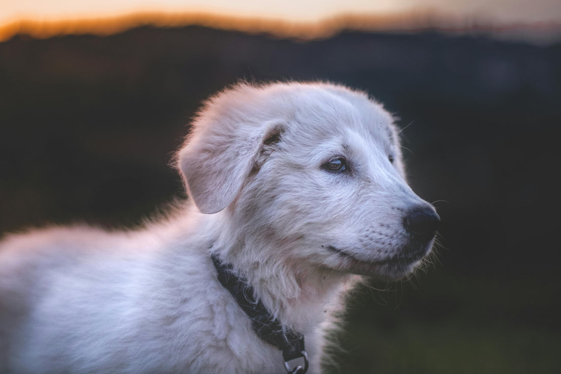 Chiot blanc portant un collier sous un couche de soleil