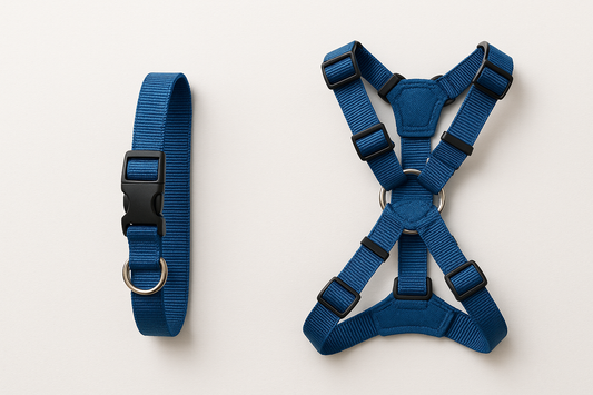 collier et harnais bleu mis en valeur sur un fond blanc