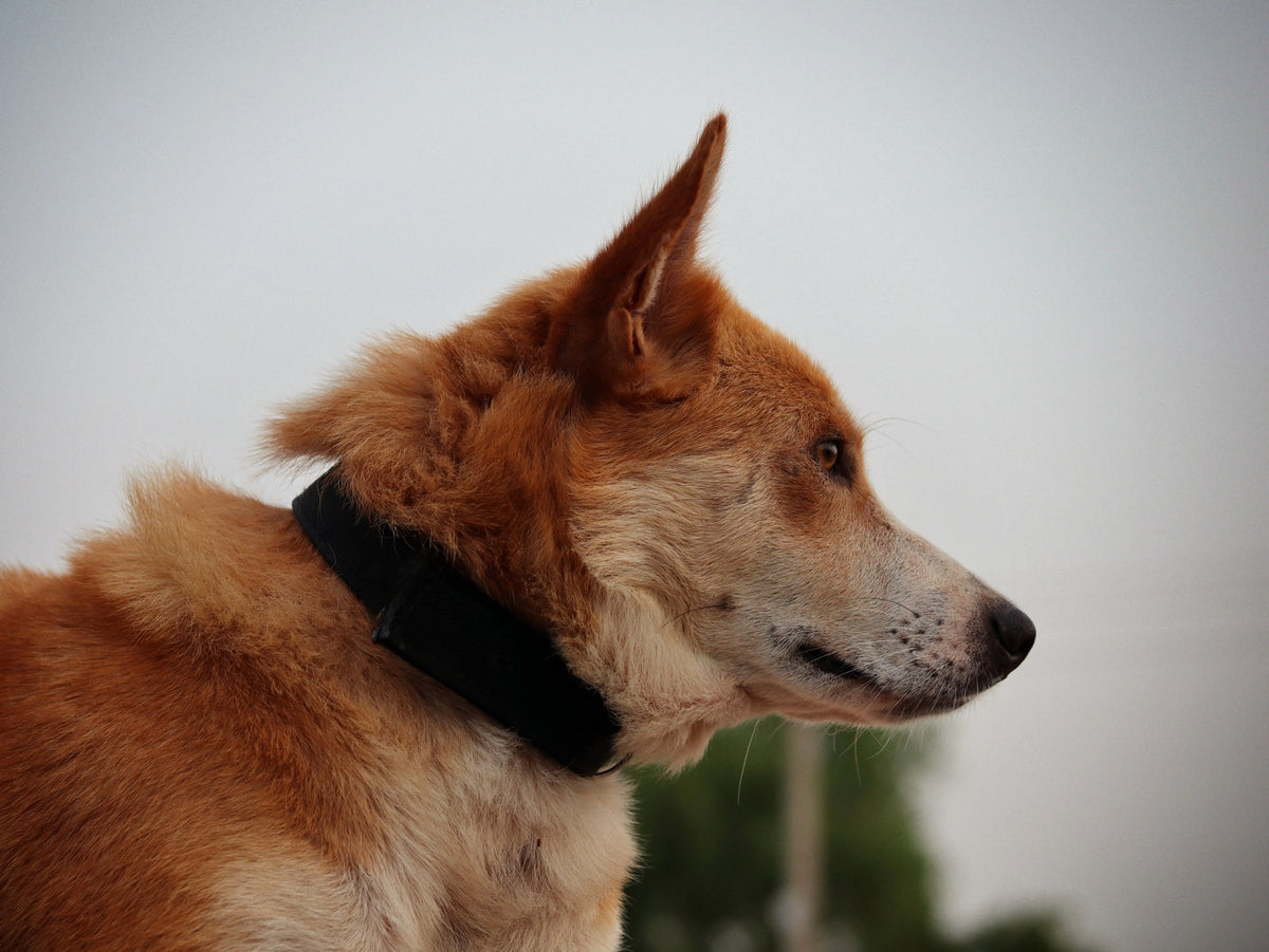 chien clair portant un collier de couleur noir 