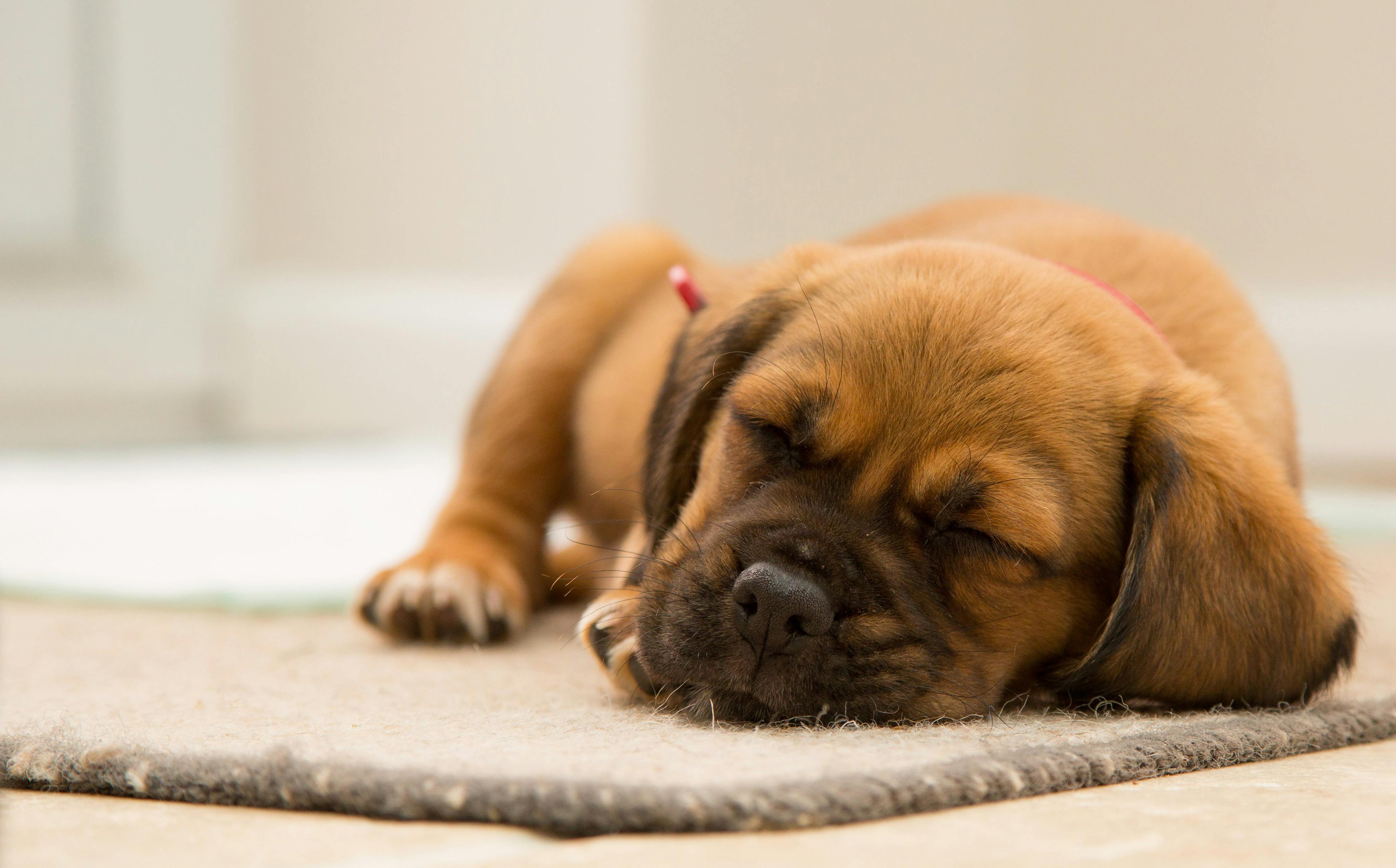 Combien de temps dort un chien ? Image