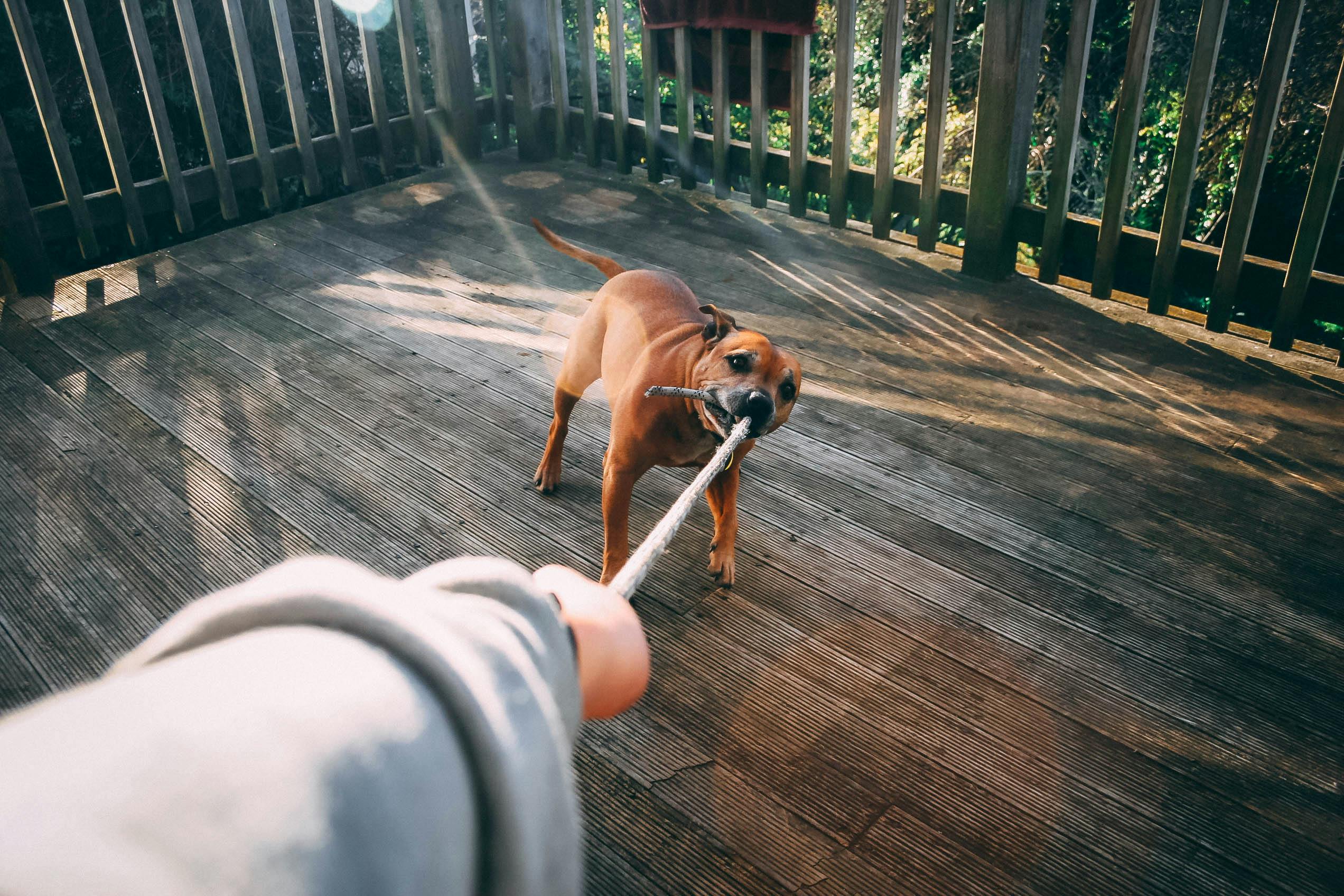 chien tirant sur une corde tenu par une personne sur une terrasse 
