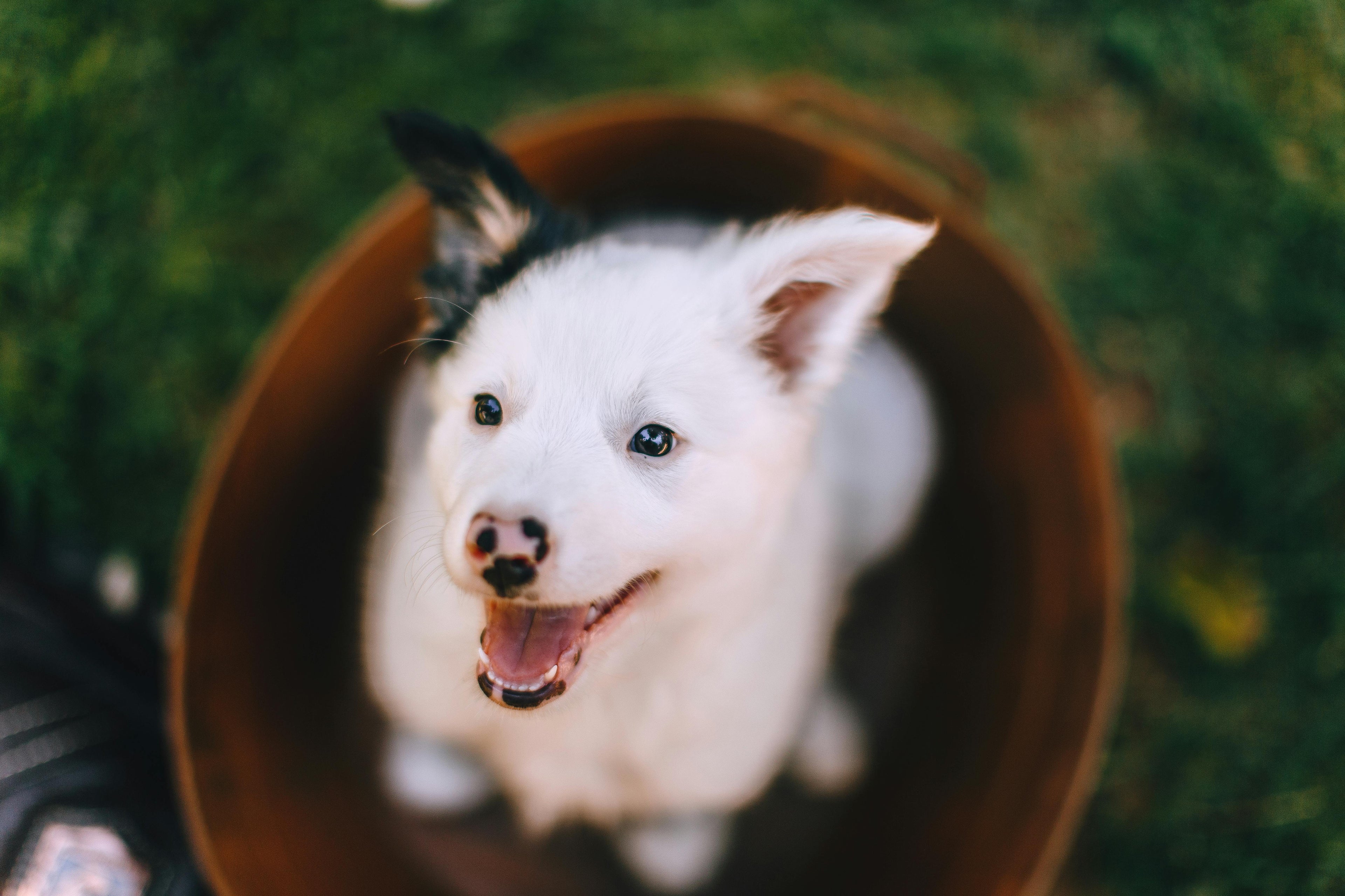 chien blanc dans un panier en osier Image