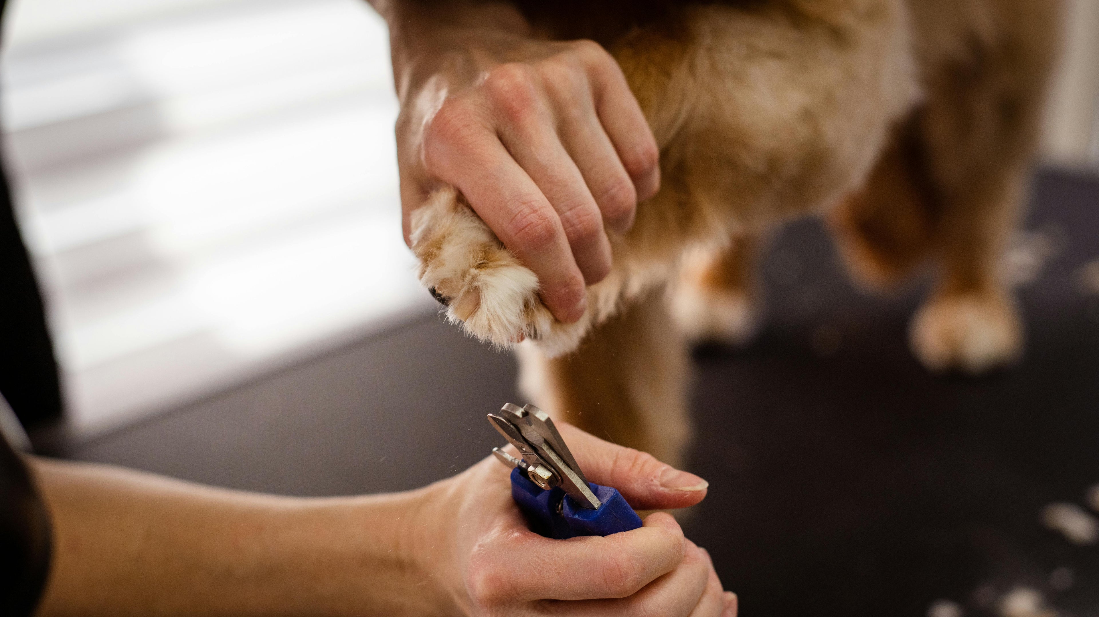 Chien se faisant couper les ongles  Image