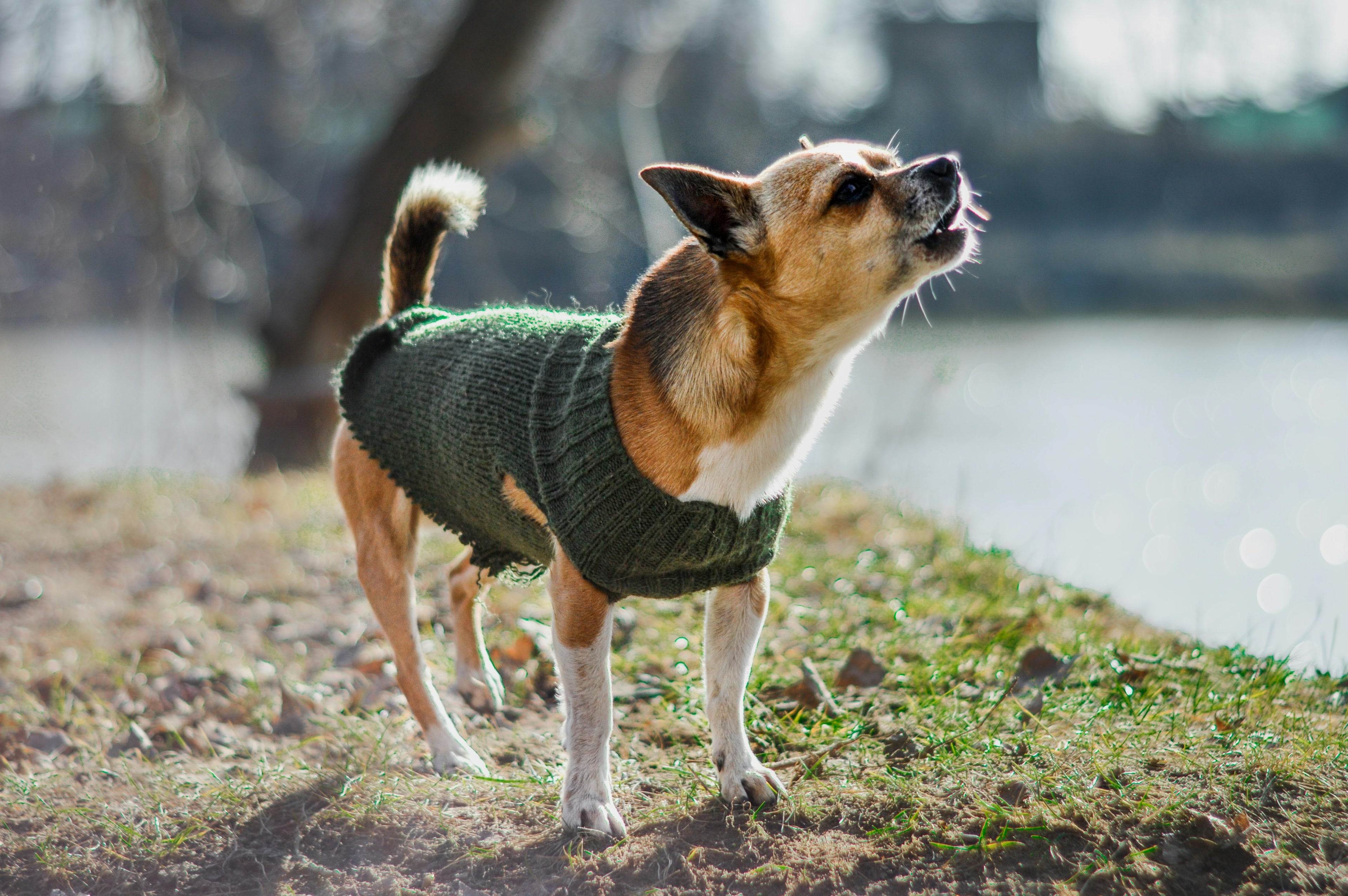 chihuahua qui aboie portant un pull vert près de l'eau Image