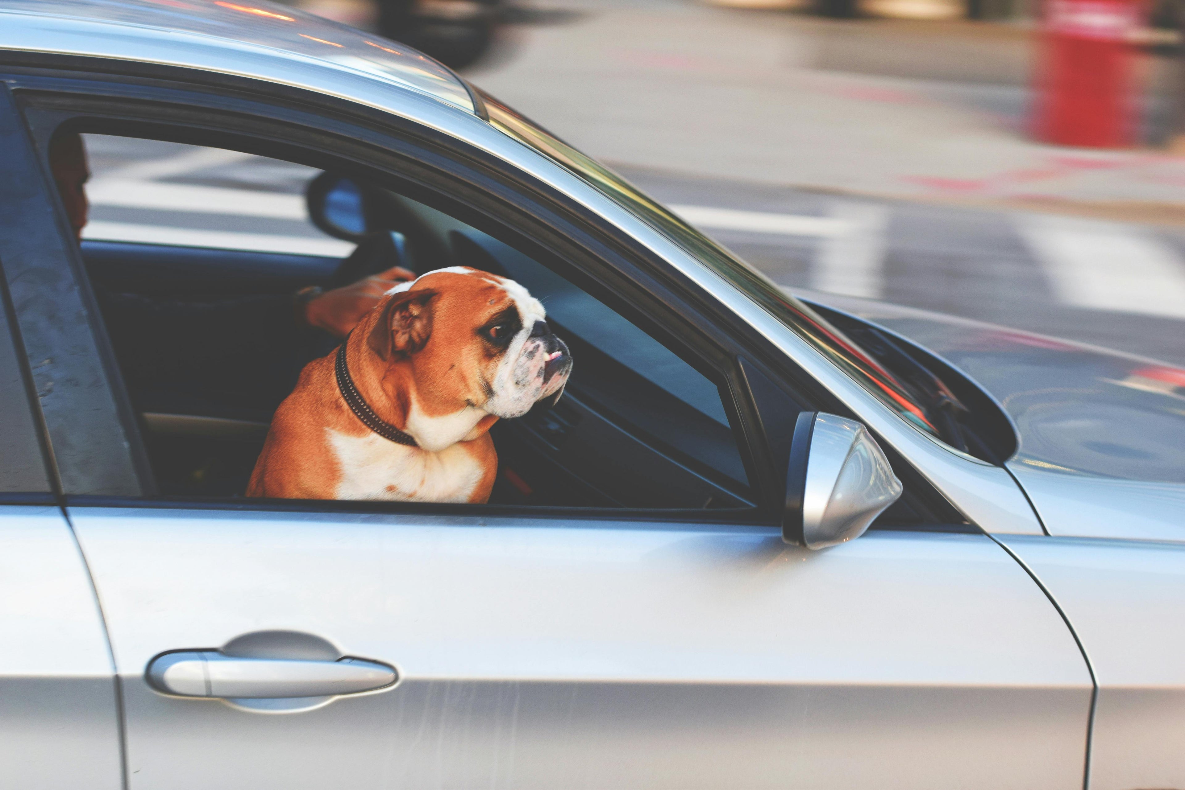 chien dans une voiture qui roule Image