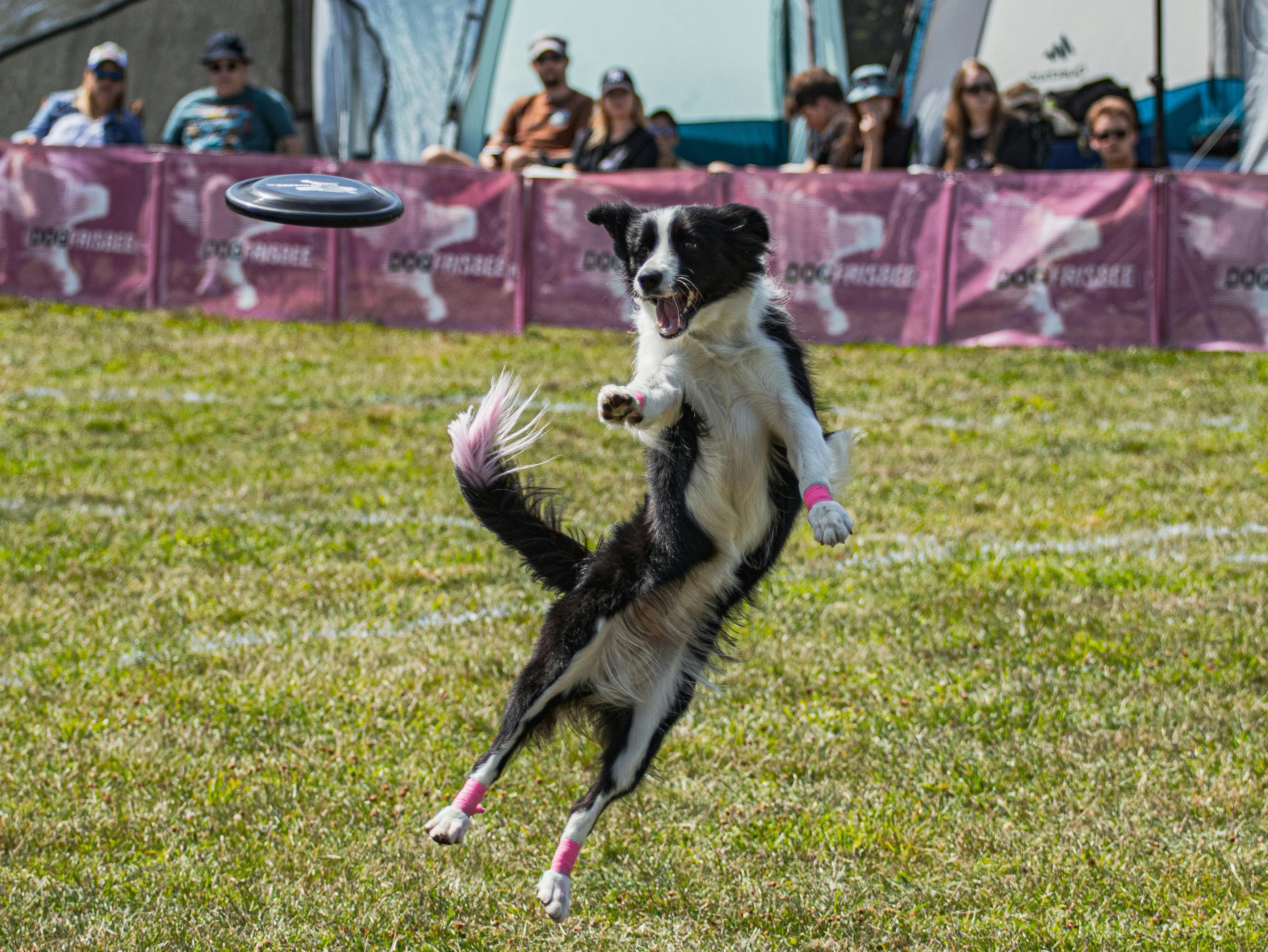 chien blanc et noir jouant au Frisbee