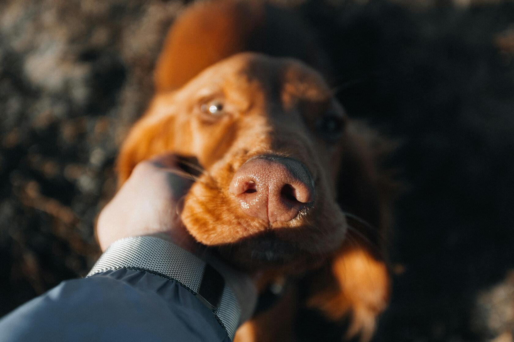 Comment rassurer son chien ? Image