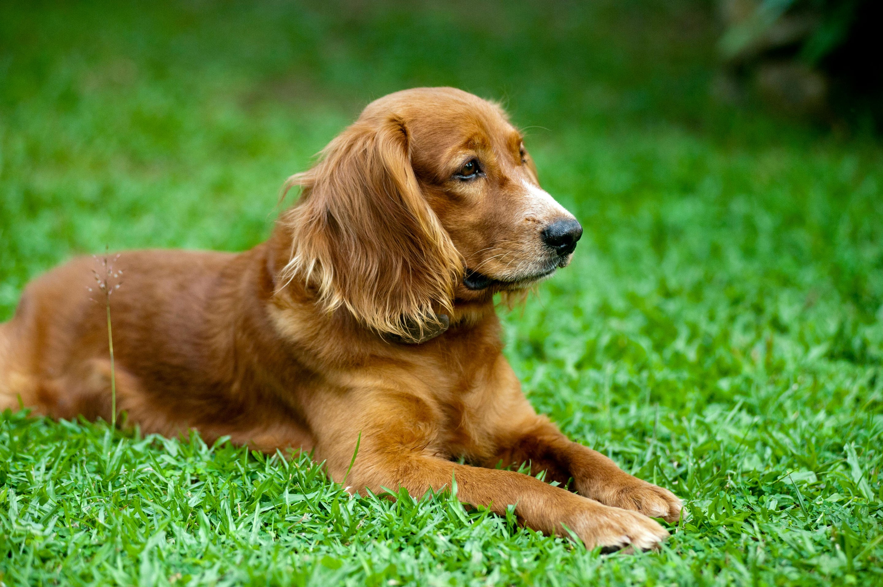 chienne brune couché dans l'herbe verte 