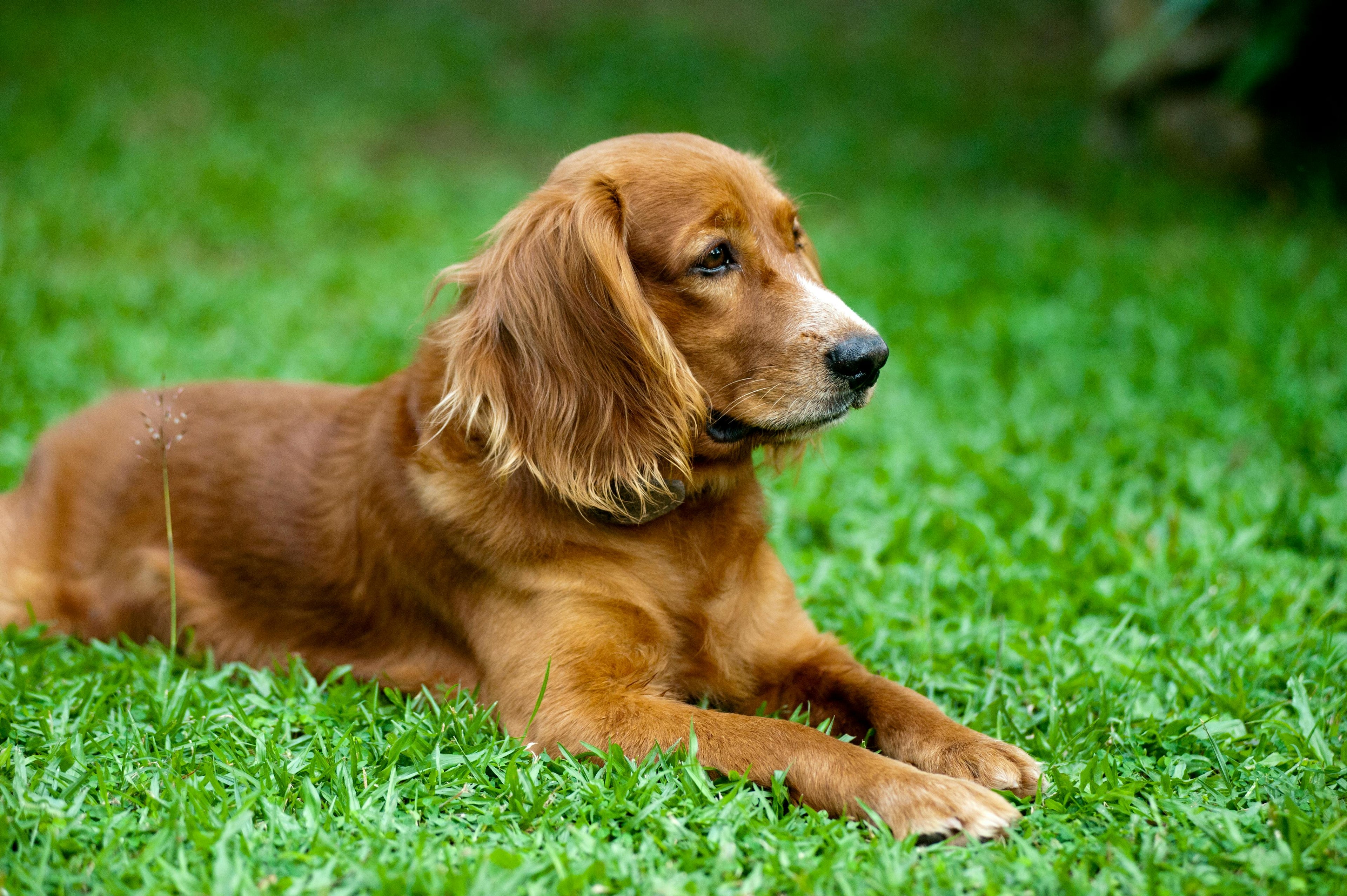 chienne brune couché dans l'herbe verte  Image