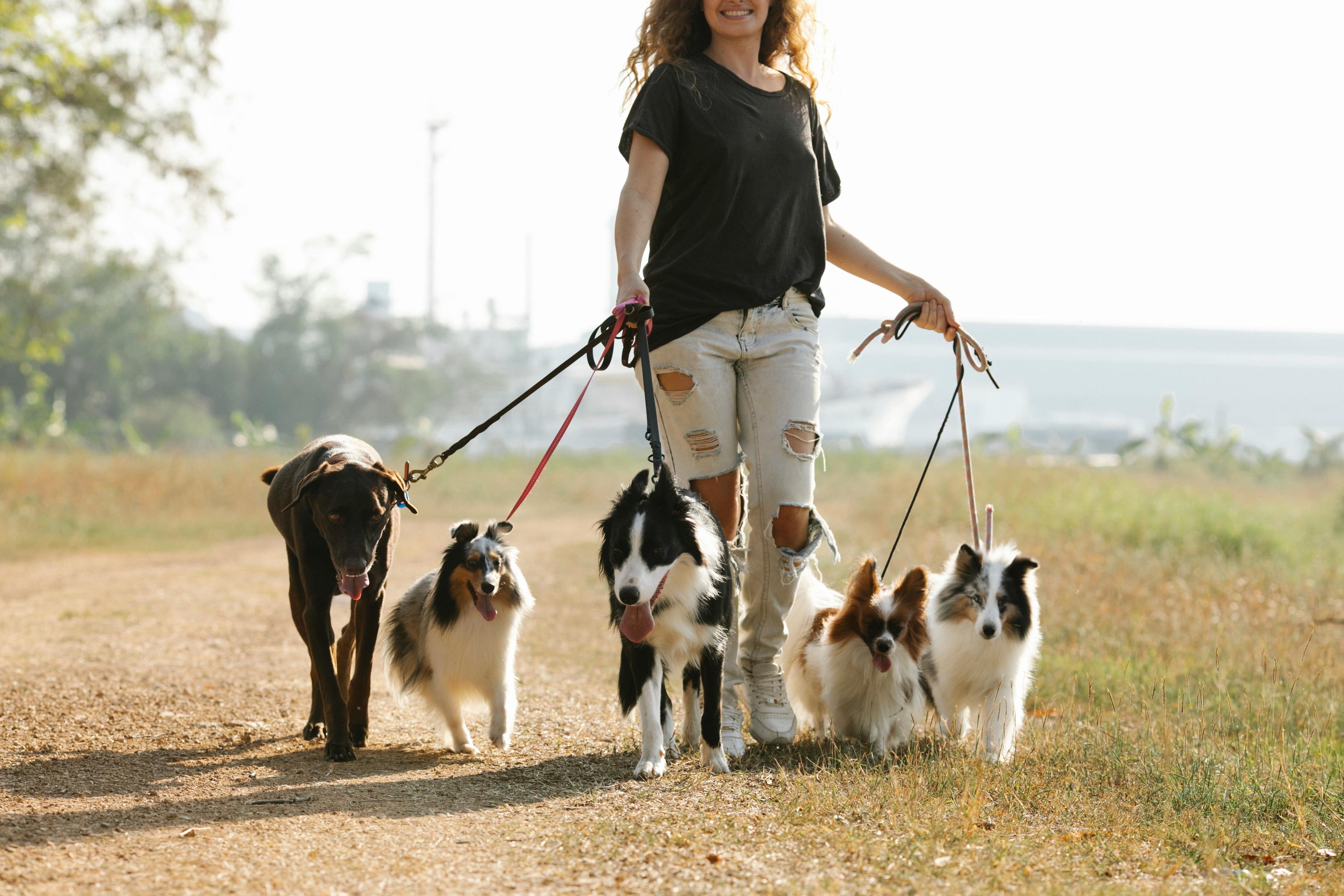 femme promenant des chiens différents Image