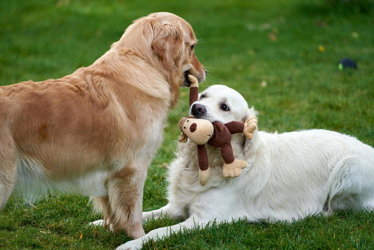 deux chiens jouant avec une peluche singe brune