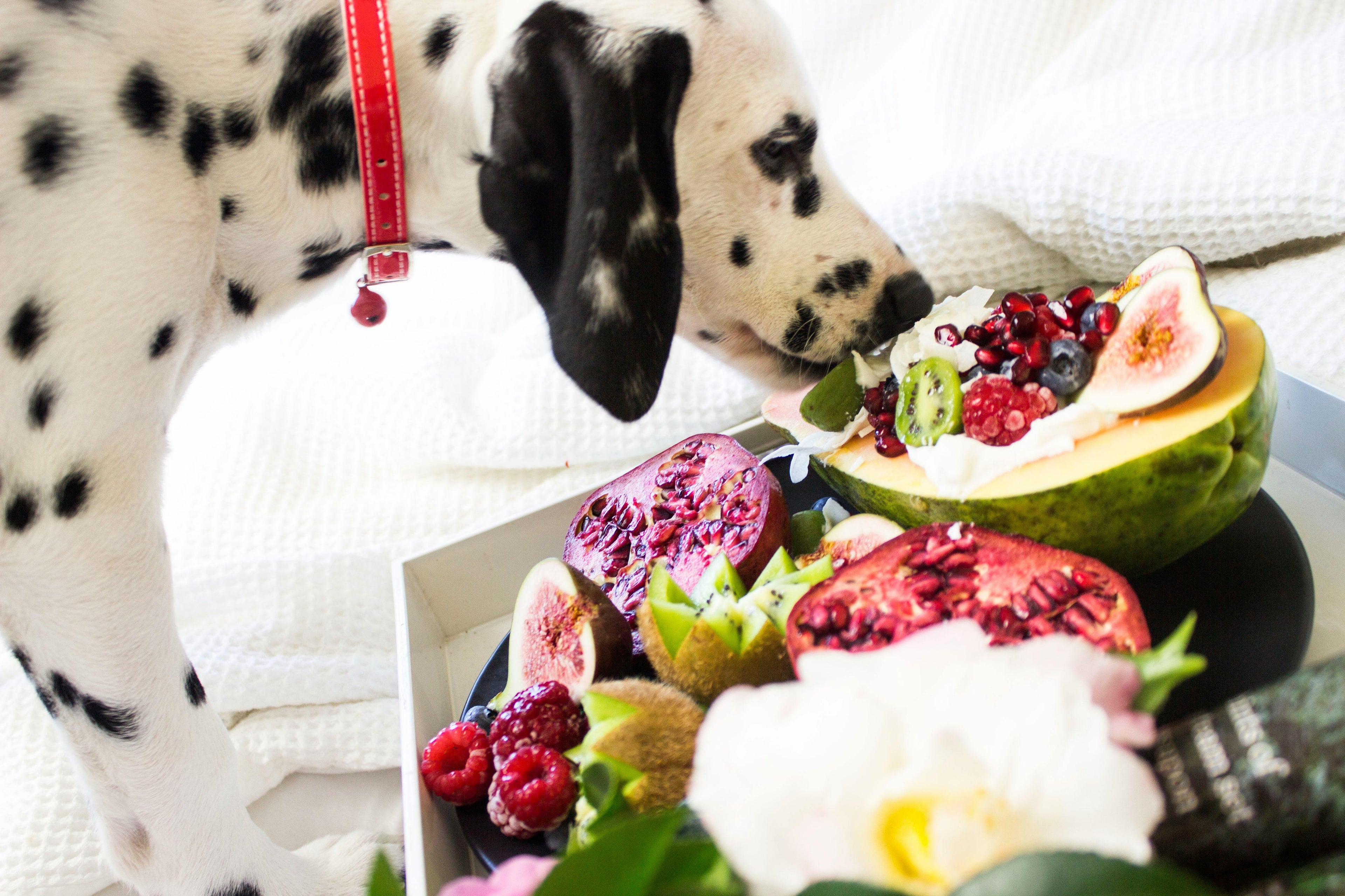Dalmatien avec un collier rouge mangeant des fruits  Image