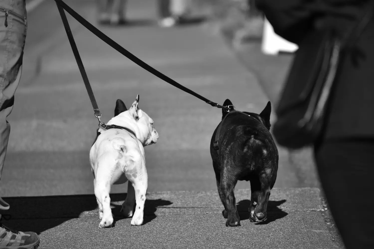 deux chiens marchant en laisse dans la ville tenu en laisse Image